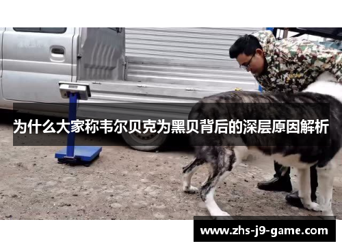 为什么大家称韦尔贝克为黑贝背后的深层原因解析